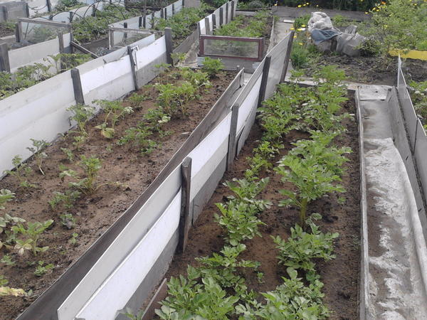 старые грядки