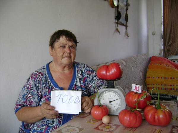 самый крупный помидор весом 1000 грамм, чуть меньше 800 грамм и 600  грамм