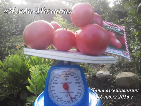 Ягода-малина