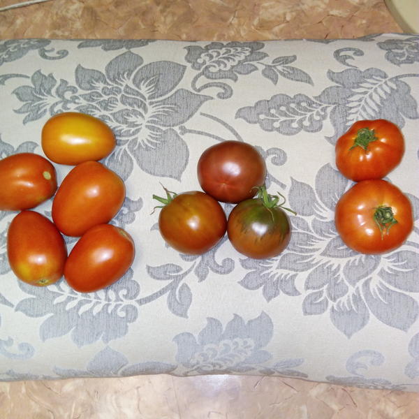 А так в сравнении все три сорта.