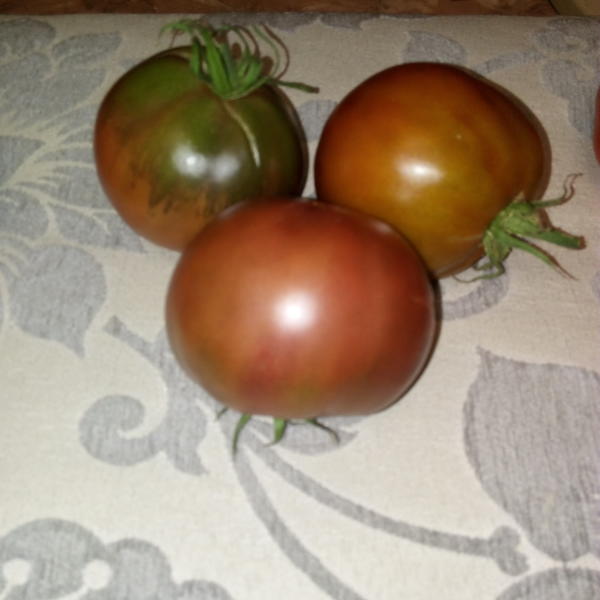 Это Черный принц, но еще бурый.