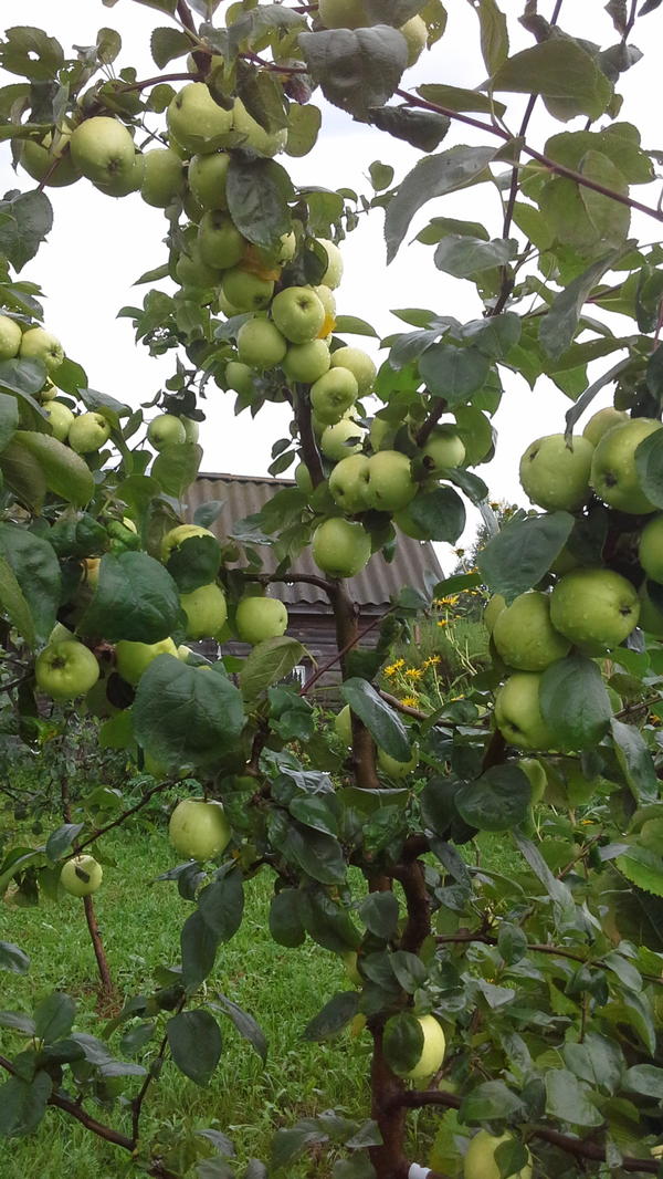 Урожай с молодой яблоньки.