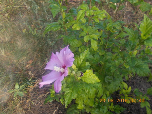 Гибискус.Красавчик.