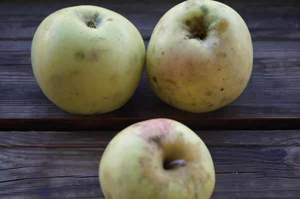 как определить сорт яблока