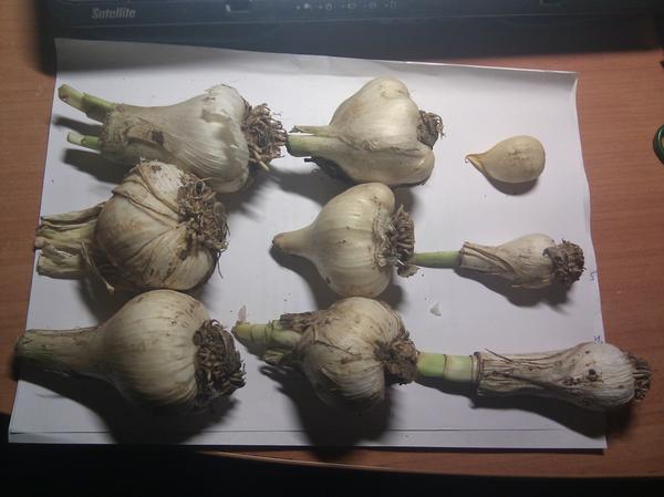 Это Слоновий чеснок, 10 штук.