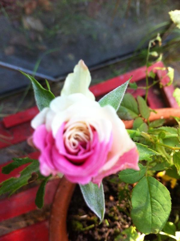 iz 4erenka rozovoi rozi