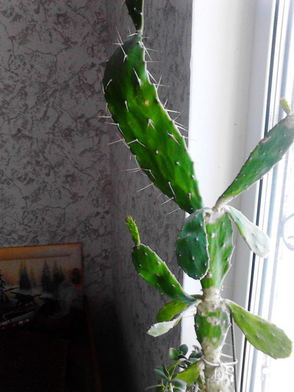 кактус из испании