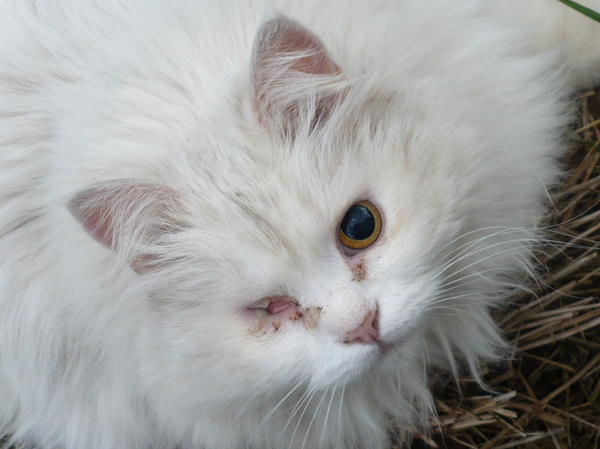Tohle je moje Pusechka. Žila 16 let, léto bylo pryč. Oko viselo, druhé bylo pokryté hnisem. Veterinář řekl – není třeba nic dělat, zmizí to. Upustil. Zvedl to