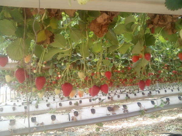 Плантация клубники на Кипре