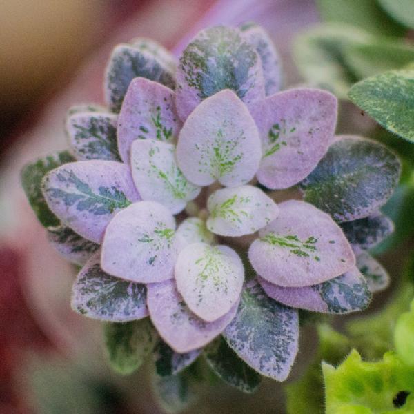 Presious Pink