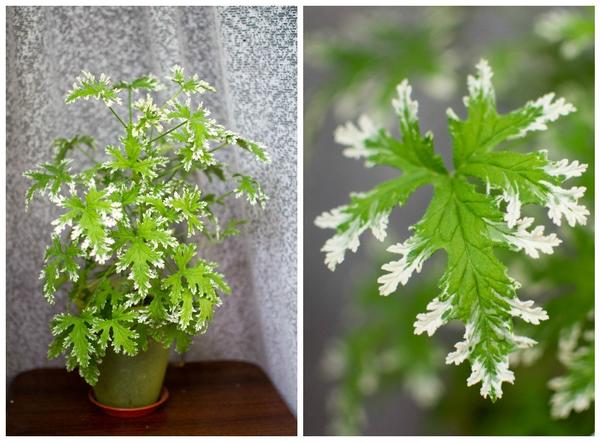 Fragrant Frosty