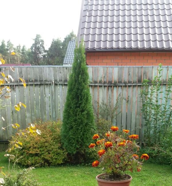 Вторая спирея с зелеными листьями