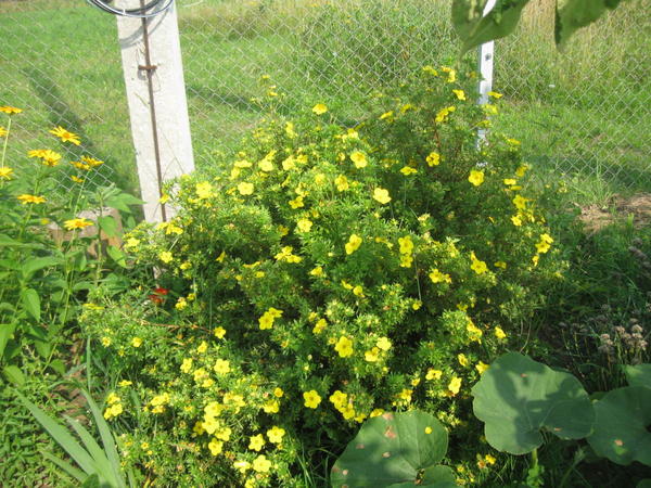 Лапчатка (курильский чай)