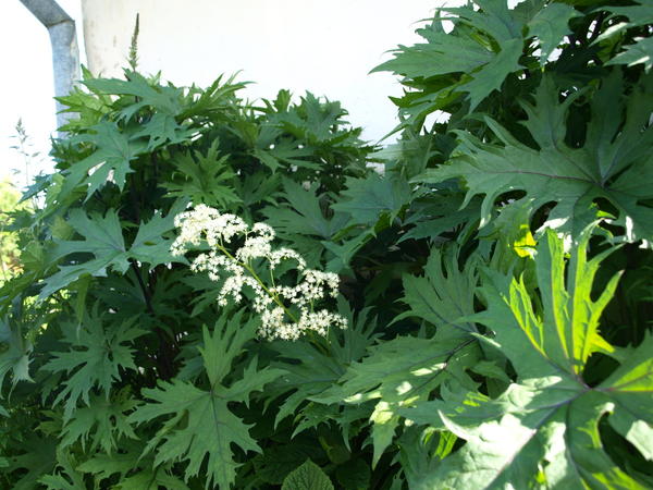 бузульник и роджерсия в тени растут