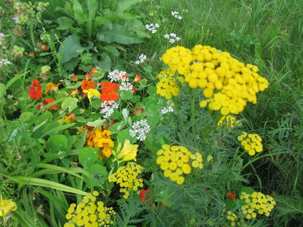 Пижма ( прижилась дикорастущая)