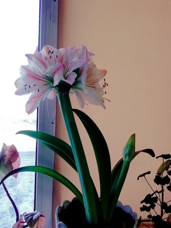 Что это за цветок