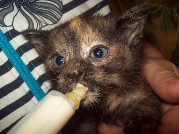 Сытый взгляд на мир