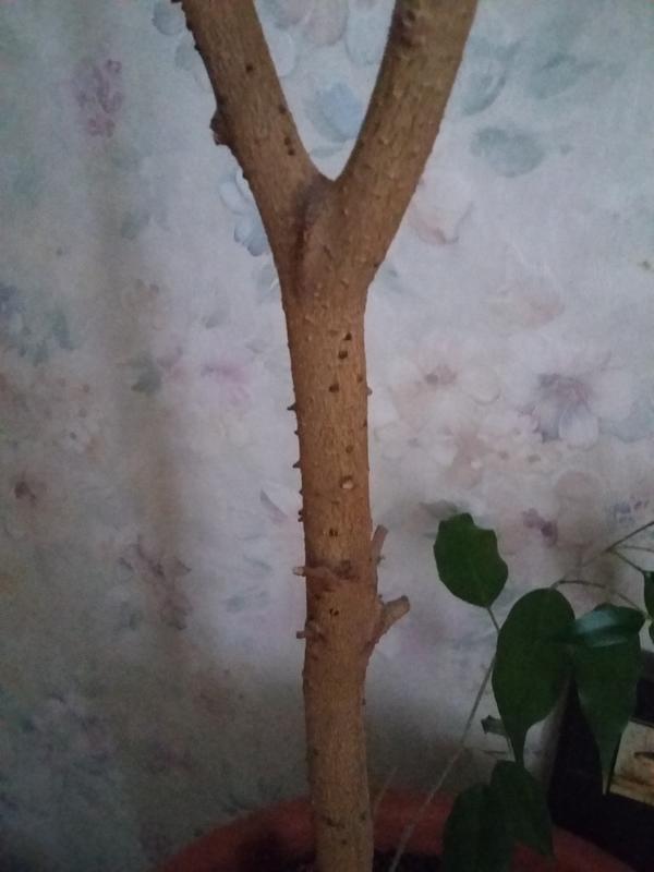 ствол