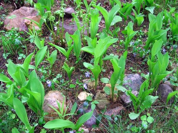 dacha4