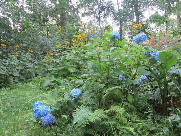 dacha3