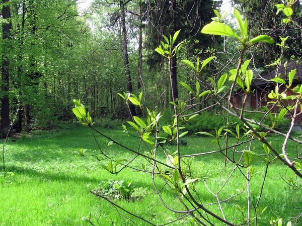 dacha2