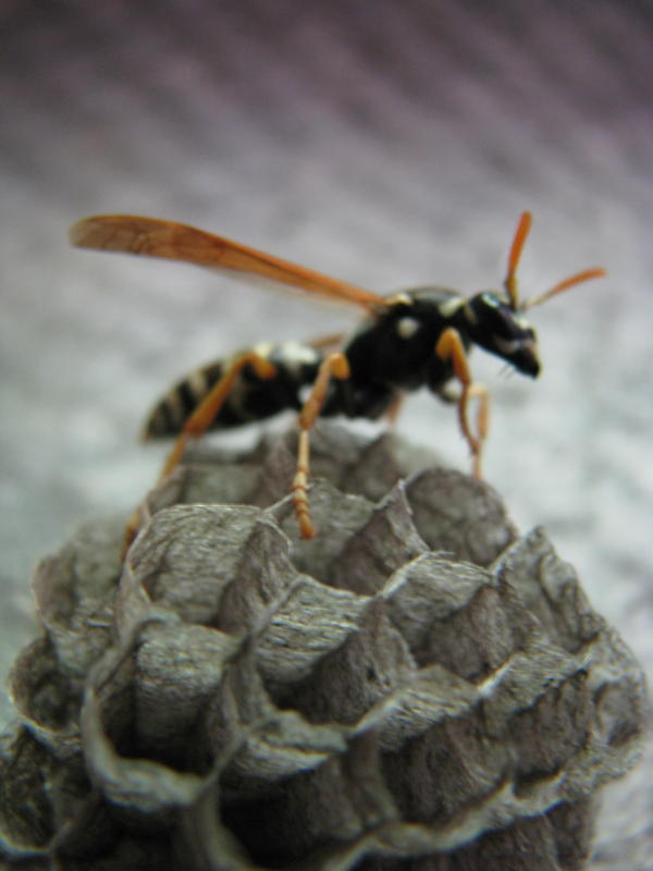 Попробую ночью навещу.