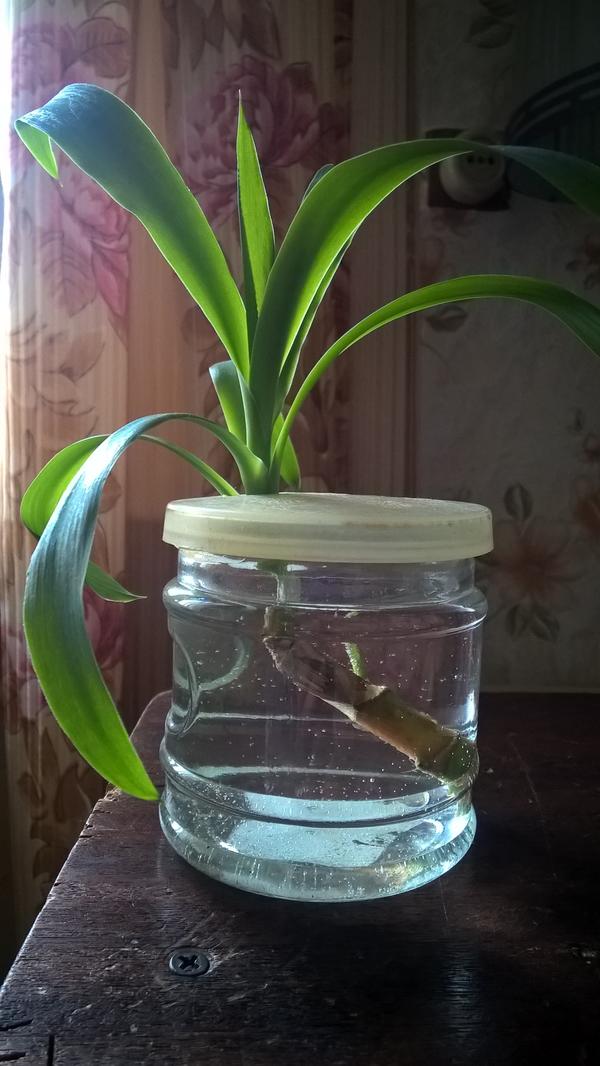 это он же.
