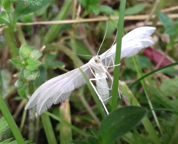 Удивительный мотылек)))