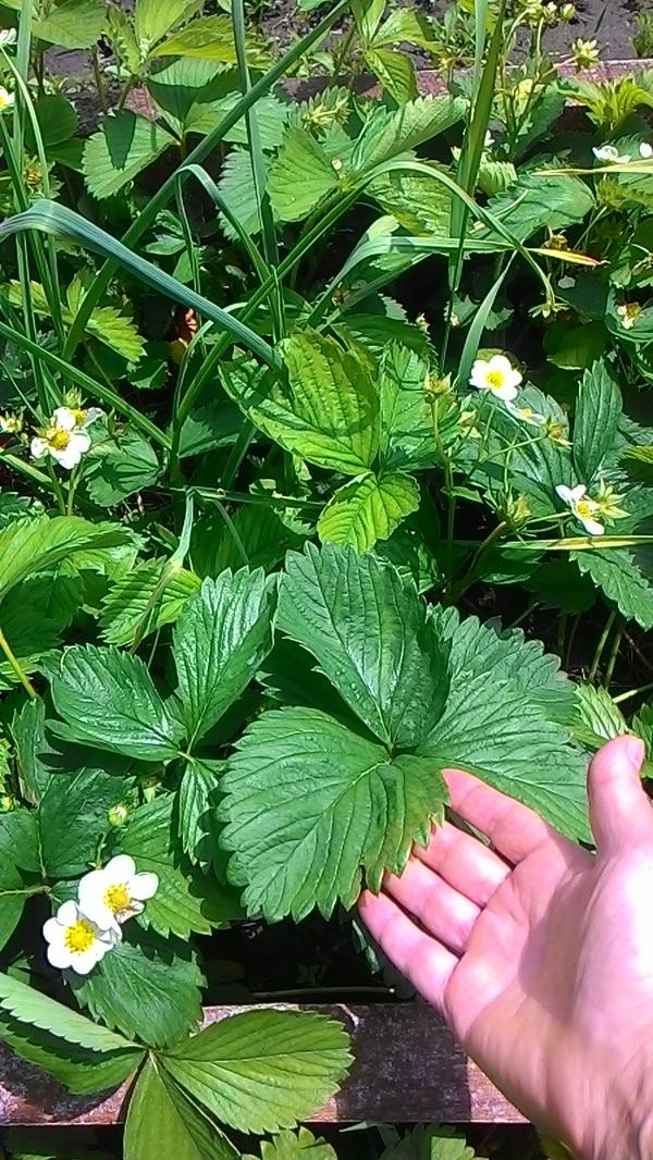 листья тоже были лопухами и очень крупные цветки, на фото не очень это понятно, надо было спички рядом разместить