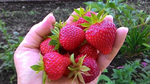 клубника крупная и очень сладкая получилась, раза в два крупнее прошлогодней