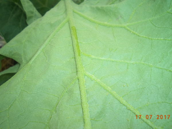 Что на баклажанах