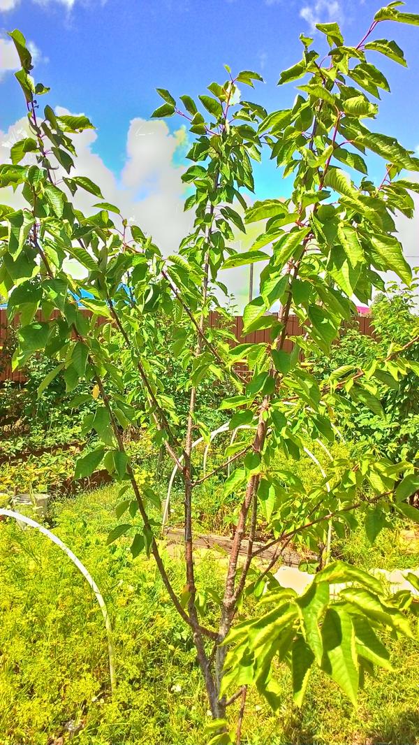 сама черешня