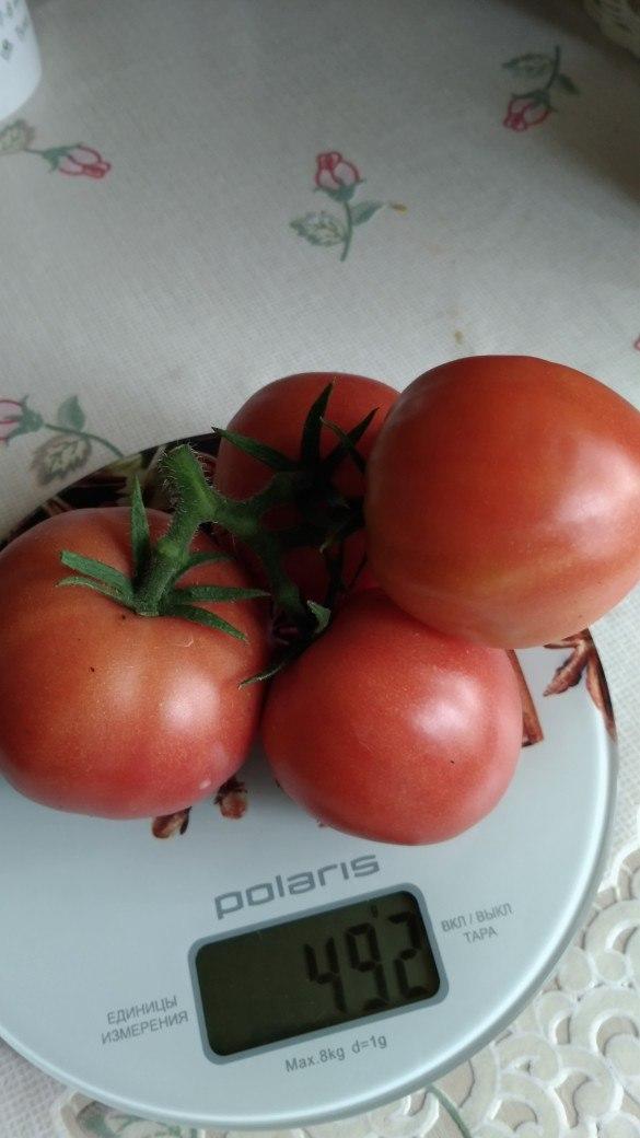 На конкурс, конечно, не годится,но для интереса взвесила.Завязалось на этом растении 4 кисти,а когда сажала,не расчитывала,что выживет в такую погоду.