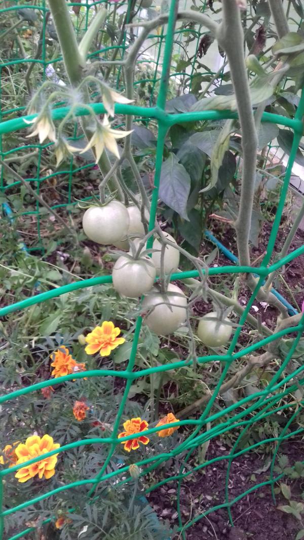 Мы на всю высоту  теплицы прикрепили крупную сетку. Где то муж увидел.Мне понравилось- с веревочками бегать не надо.