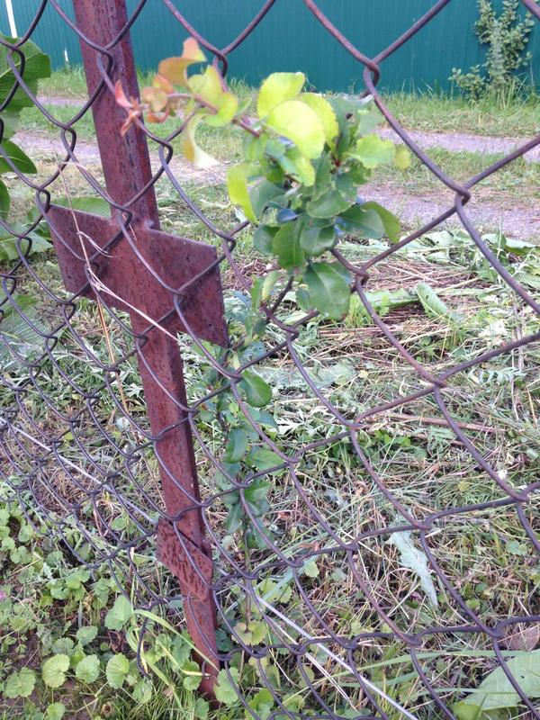 Сама веточка и под нижними листочками плоды