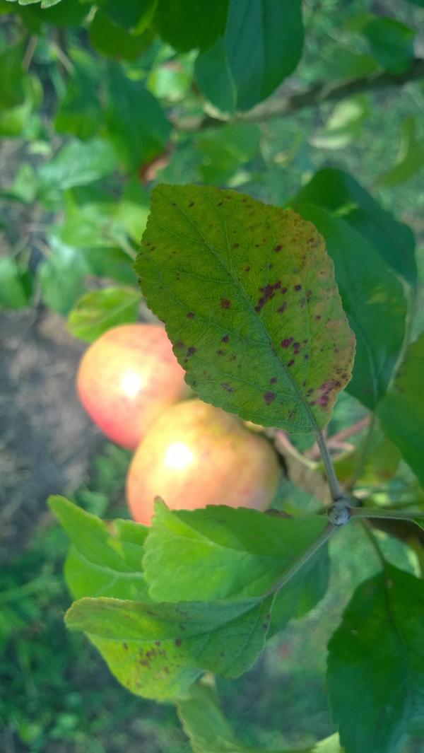 покупная сорт "malus pumila"