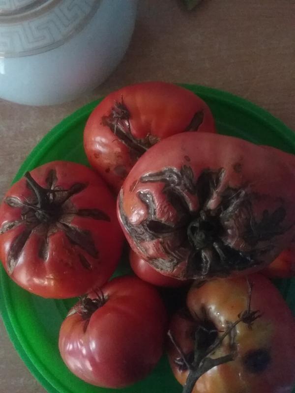 Уважаемые эксперты, не подскажите что случилось с моими помидорами, почему они так трескаются?.?