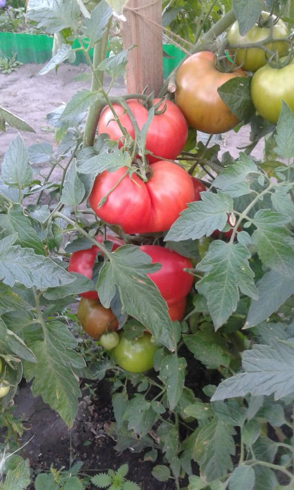 помидоры из серии малиновое чудо3
