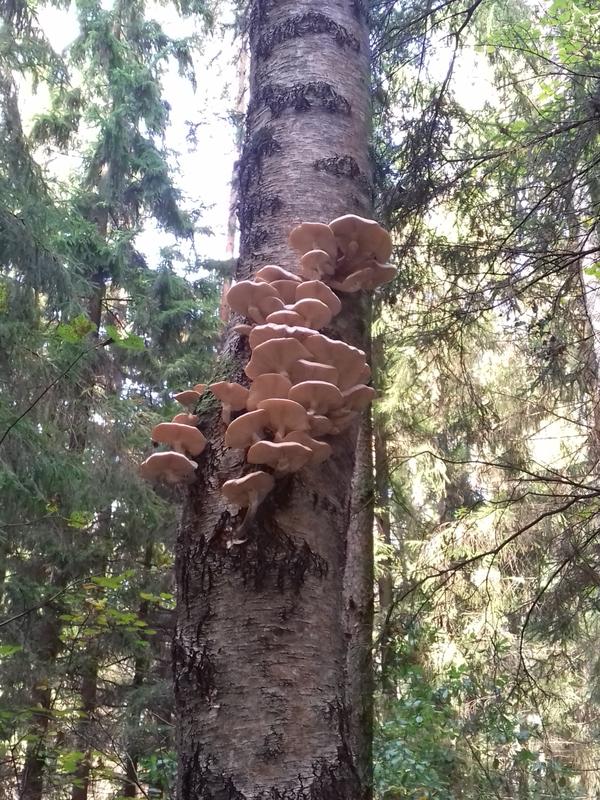 Не достать, белочкам останутся)))