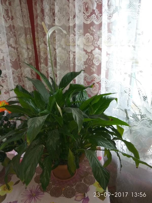 Комнатное растение