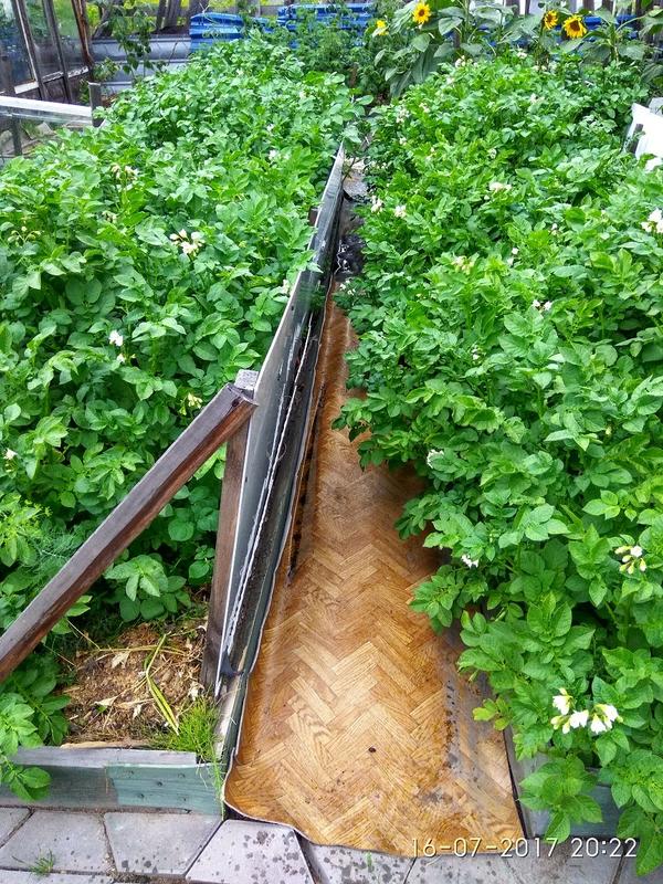 Картошке нравится так расти и нам удобно.Не всё красиво, но есть к чему стремиться