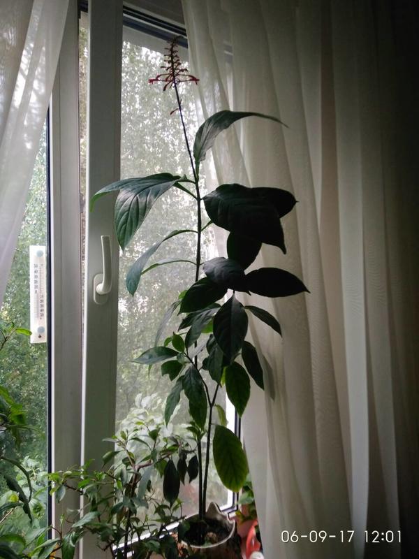 Здравствуйте! Помогите определить растение.