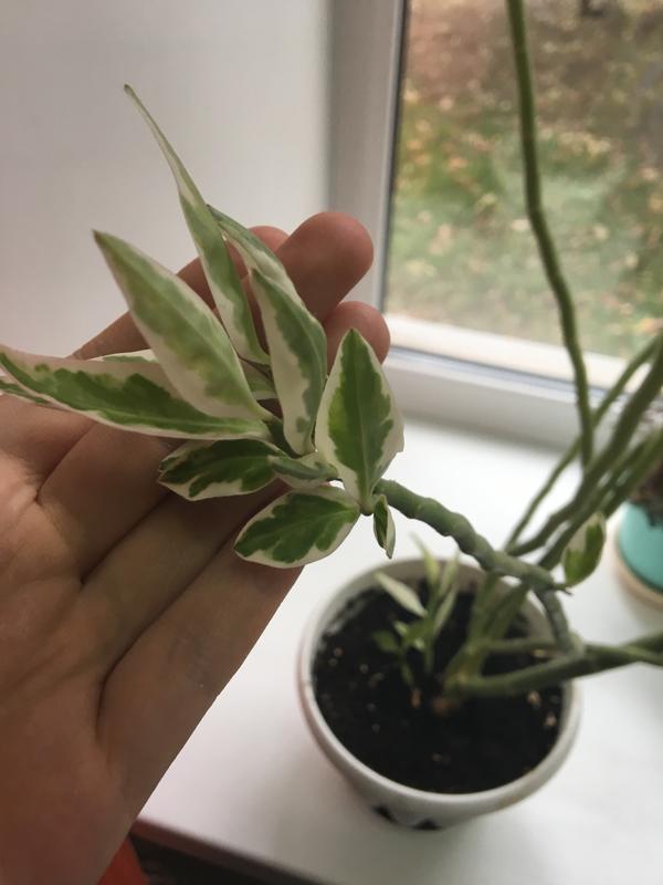 Что это за растение!??!?