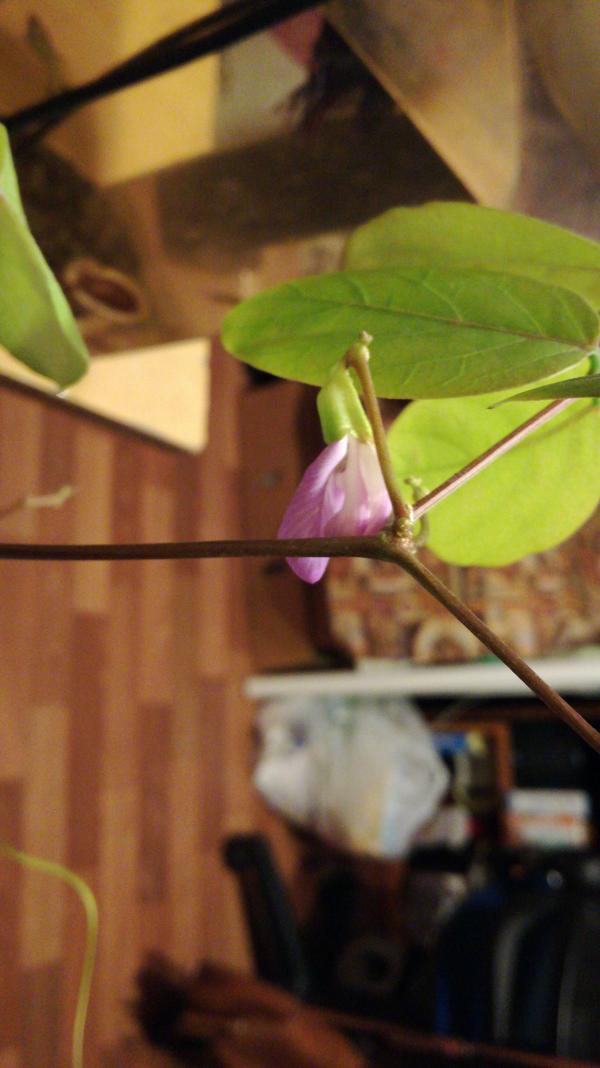 Вот такие были цветочки.К сожалению, из-за того,что я не знаю,как за ним ухаживать,они завяли в процессе раскрытия. Растение было посажено весной из бобов. Цвело,верно,летом