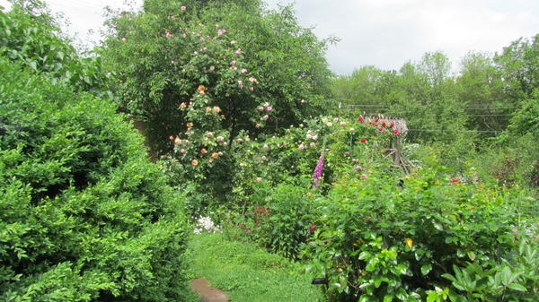 Роза в кроне вишни