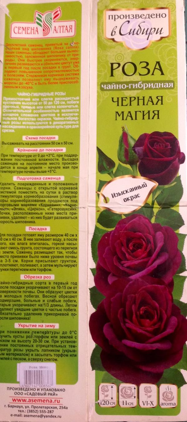 Розы Сибири Фото