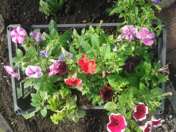 Выращены и готовы к посадке в кашпо.