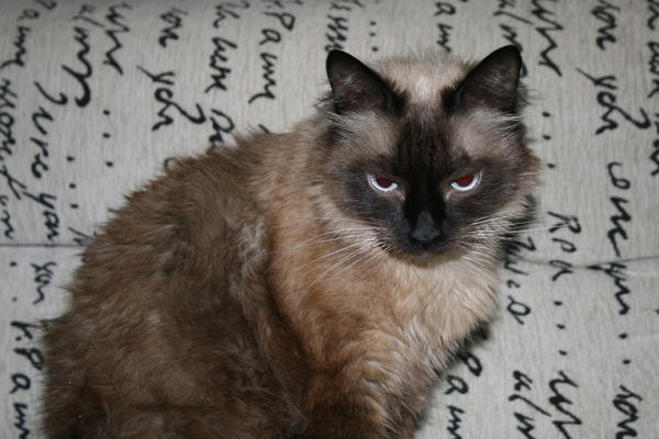 Кот Ёжик