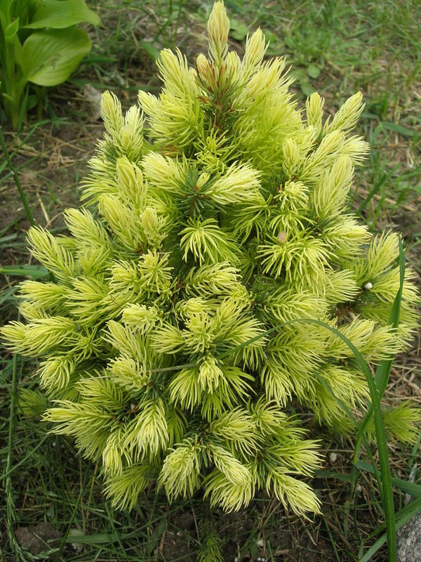 &amp;quot;Белая ромашка&amp;quot;