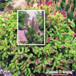 ель &amp;quot;ЛИЛУ&amp;quot;  ( &amp;quot;Русский огород&amp;quot;)